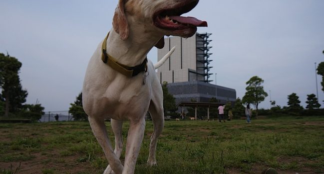 ローアングルでアスリート犬（？）を撮る